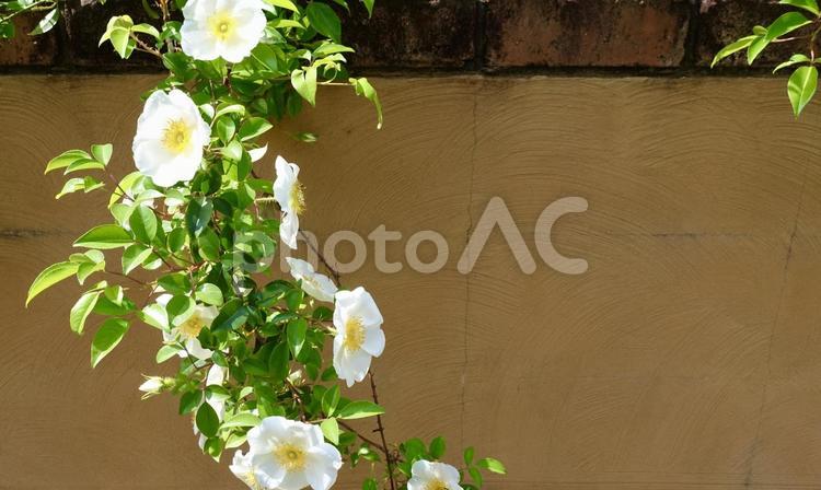 ナニワイバラ　白い花と黄土色の壁 ナニワイバラ,難波薔薇,ナニワバラの写真素材