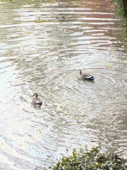 カモ カモ,鳥,野鳥の写真素材