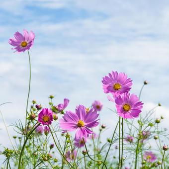咲きはじめたコスモスの花 咲きはじめたコスモスの花 こすもす,秋桜,コスモスの写真素材