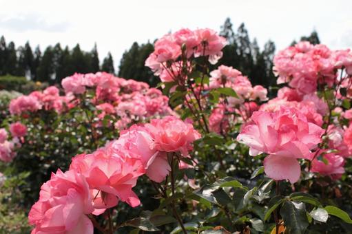 Rose, JPG