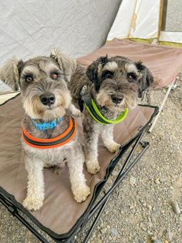 キャンプ中に寄り添うワンコ キャンプ中に寄り添うワンコ 犬,ミニチュアシュナウザー,ペットの写真素材