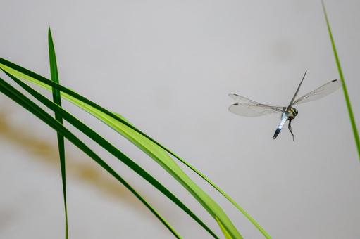 Photo, dragonfly, shicharatombo, insect, 