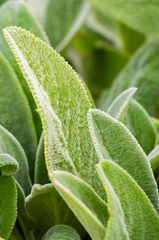 ラムズイヤー⑴ ラムズイヤー⑴ 葉,ラムズイヤー,植物の写真素材