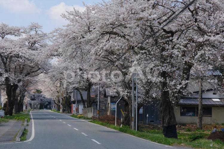 胆沢　桜の回廊 胆沢,桜の回廊,岩手の写真素材