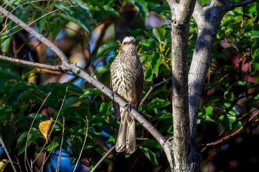 枝にとまるヒヨドリ 枝にとまるヒヨドリ ヒヨドリ,野鳥,鳥の写真素材