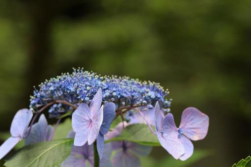 紫陽花 紫陽花の写真