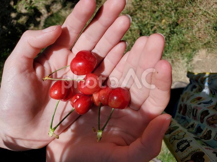 手のひらにのせたさくらんぼ さくらんぼ,手のひら,さくらんぼ狩りの写真素材