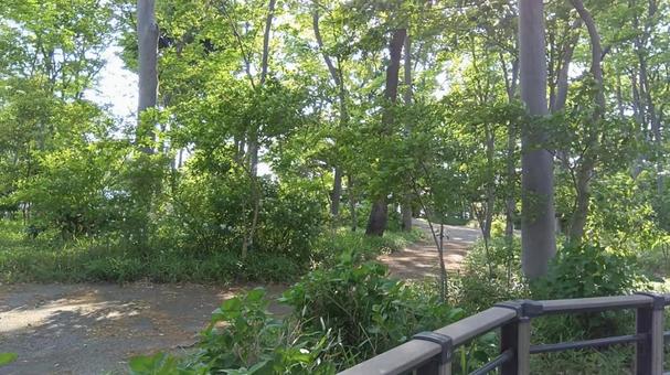 散歩の小道の写真