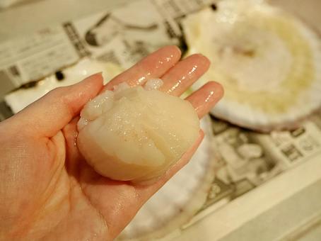 手のひらに載せた大きいホタテ貝柱の刺身 手のひらに載せた大きいホタテ貝柱の刺身 活ほたて,ホタテ,ホタテ貝柱の写真素材