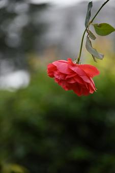 バラ バラ,赤,ピンクの写真素材