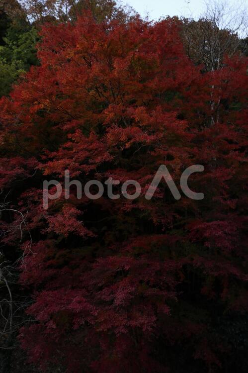 御岩神社　駐車場から見える紅葉 御岩神社,日立,紅葉の写真素材