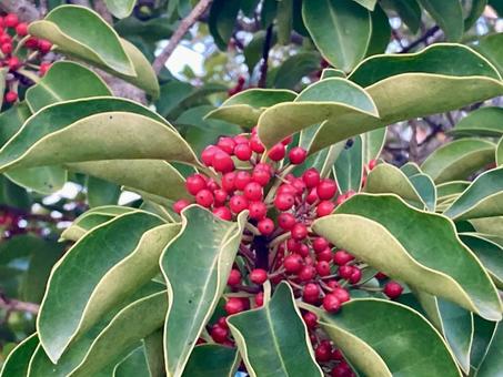 南天 冬,季節,赤色の写真素材