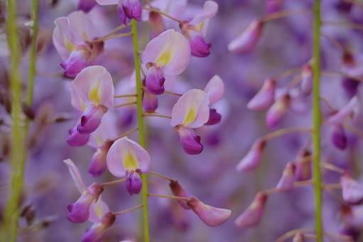 藤の花(紫) 藤,ふじ,藤の花の写真素材