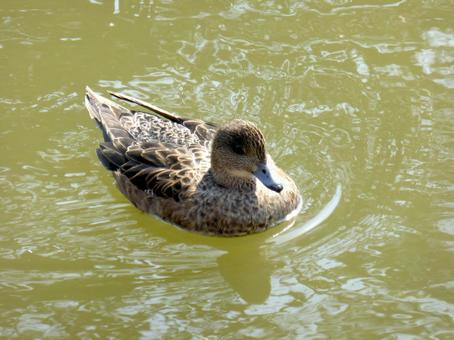 池の水面をすいすい泳ぐヒドリガモのメス 池の水面をすいすい泳ぐヒドリガモのメス ヒドリガモ,鳥,鳥類の写真素材