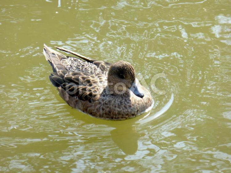 池の水面をすいすい泳ぐヒドリガモのメス ヒドリガモ,鳥,鳥類の写真素材