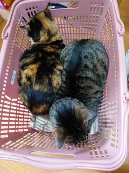 仲良し猫 猫,2,仲良しの写真素材