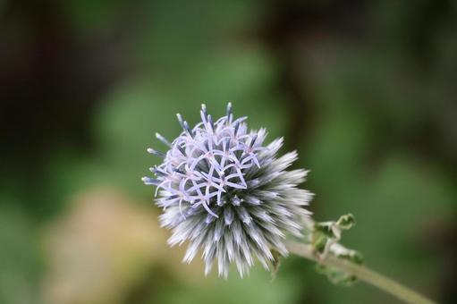 ルリタマアザミの花のアップ ルリタマアザミの花のアップの写真