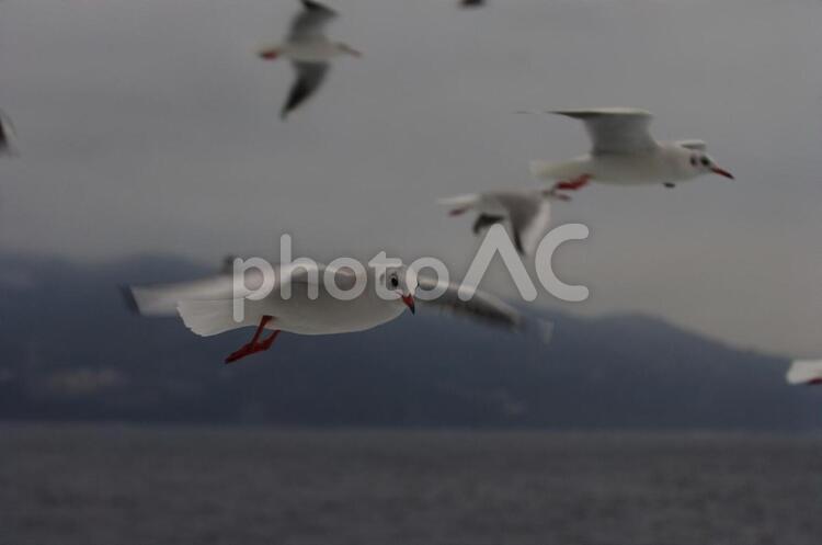 カモメ カモメ,鳥,船の写真素材