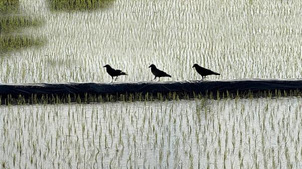 田んぼの畦道にカラスが歩く 田んぼの畦道にカラスが歩くの写真