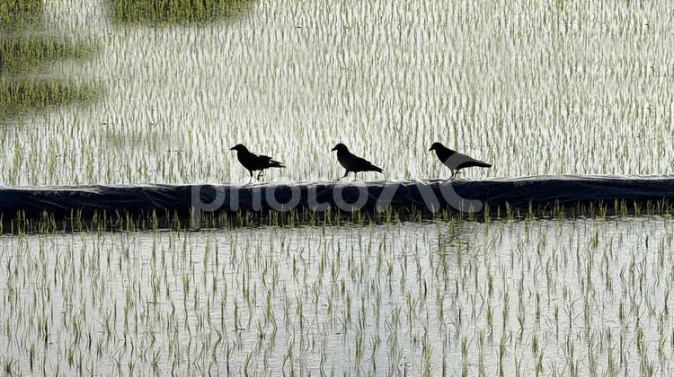 田んぼの畦道にカラスが歩く カラス,水田,畦道の写真素材