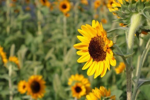 公園のひまわりの花3 公園のひまわりの花3 ひまわり,夏,花の写真素材