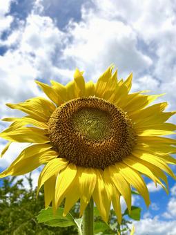 元気に咲くひまわり ひまわり,向日葵,夏の写真素材