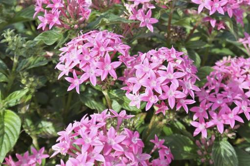 ペンタス②の写真