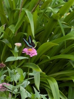 アオスジアゲハと百日草 アオスジアゲハ,蝶々,ちょうちょの写真素材