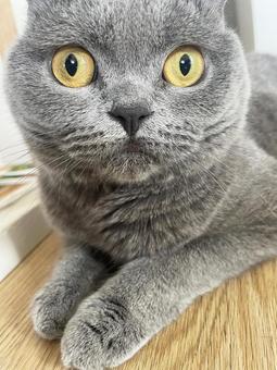 猫 猫の写真