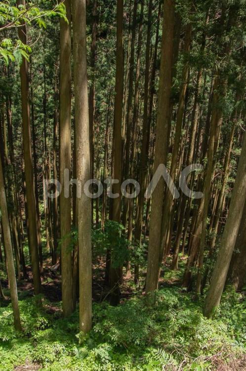 杉の木の森 杉,木,木々の写真素材