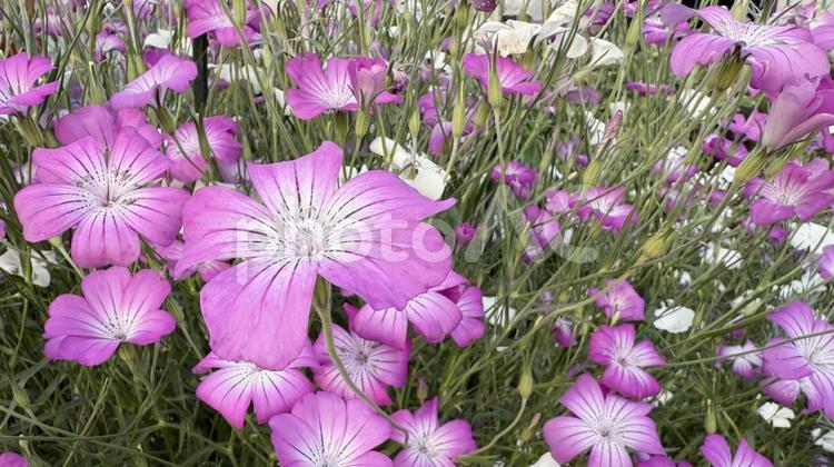 花壇のピンクの花、ムギナデシコ（麦撫子） ムギナデシコ,麦撫子,ピンクの写真素材