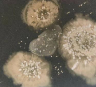 微生物 微生物 微生物,コロニー,実験の写真素材