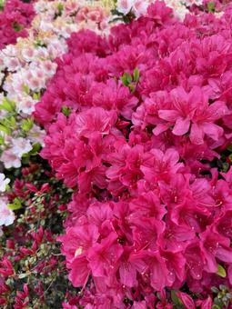 濃いピンクのツツジの花と蕾 濃いピンクのツツジの花と蕾の写真