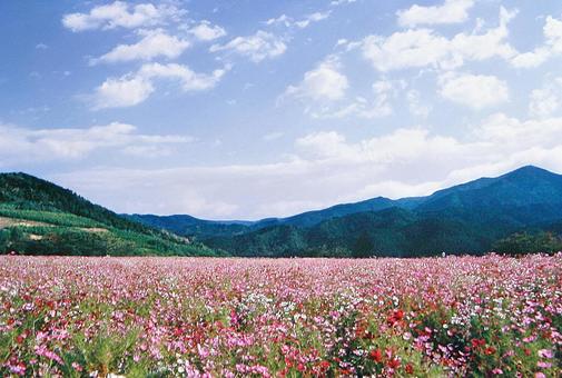 光を浴びたコスモスの乱舞-02 コスモス,花畑,秋の写真素材