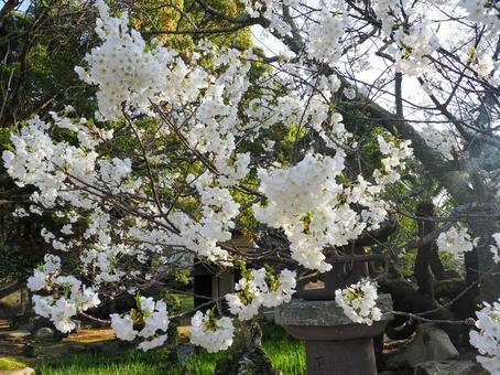 Landscape with Midoriyoshino Cherry Blossoms, JPG