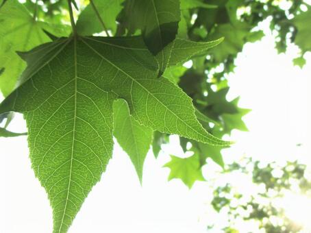 新緑の葉 新緑の葉の写真