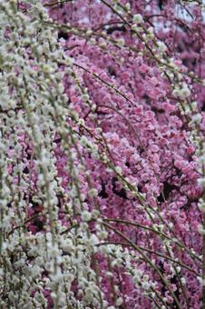ウメの花 ウメの花の写真