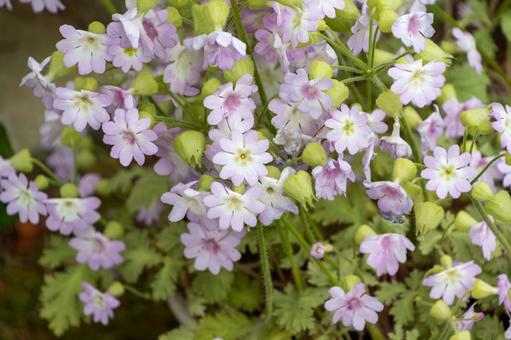 Pale purple primroses, JPG