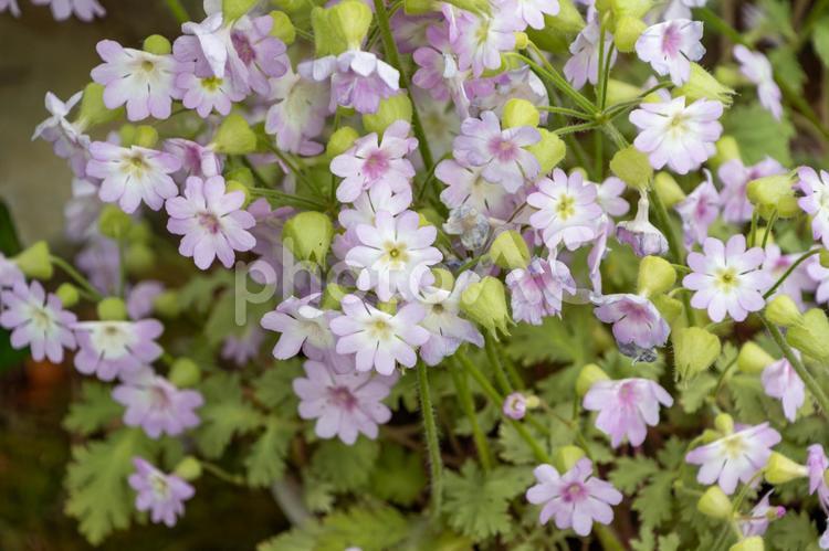 淡紫に咲く桜草 桜草,花,春の写真素材