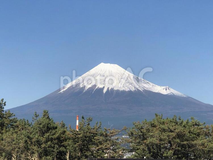 富士山と松林 雪,山,風景の写真素材