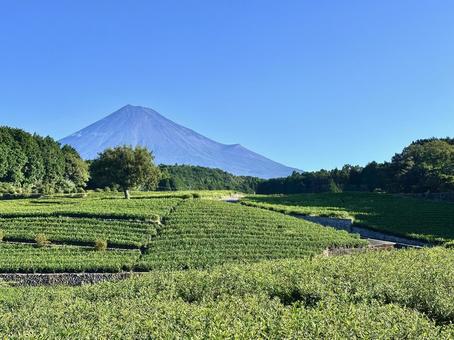 お茶畑と富士山 お茶畑と富士山 富士山,茶畑,お茶の写真素材
