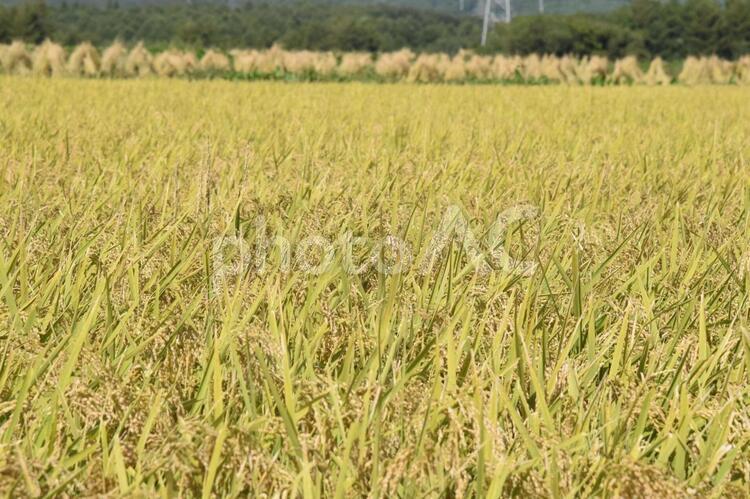 秋の稲　 秋,稲,田の写真素材