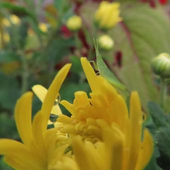 キク（菊） キク,菊,花の写真素材