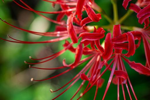 Autumn spider lilies, JPG