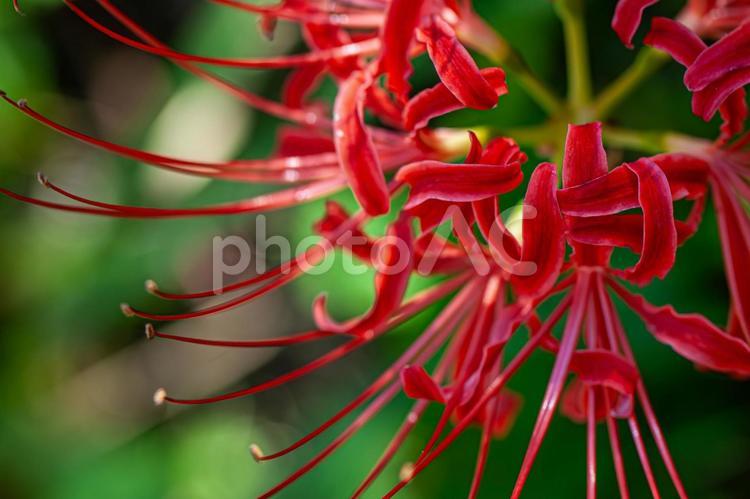 秋の彼岸花 彼岸花,ヒガンバナ,お彼岸の写真素材