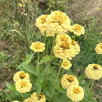 百日草4(黄) 百日草4(黄) 百日草,黄色,花の写真素材