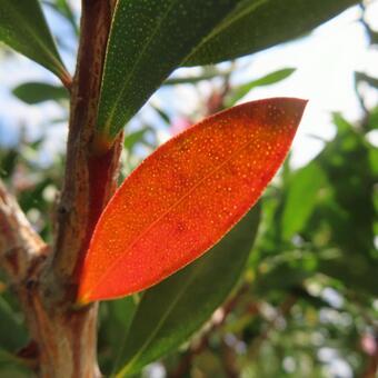 ブラシノキ ブラシノキ,花,花びらの写真素材