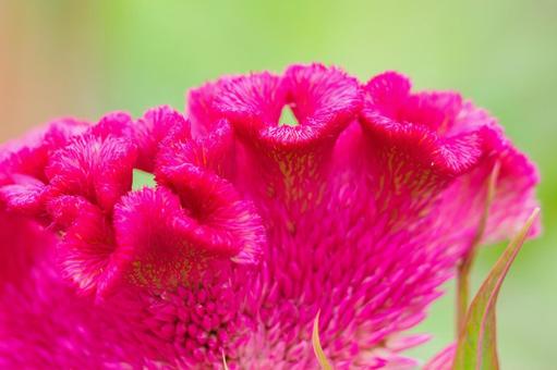 ケイトウ⑸ ケイトウ⑸ 花,ケイトウ,植物の写真素材