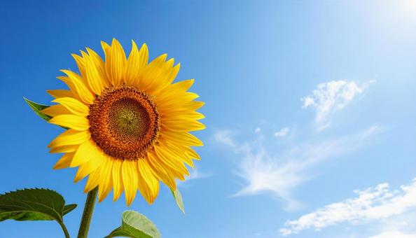 真夏の青空の下のヒマワリの写真