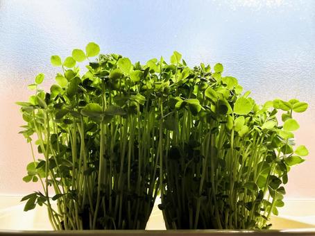 窓際ですくすく伸びる豆苗1 窓際ですくすく伸びる豆苗1 豆苗,葉,再生栽培の写真素材